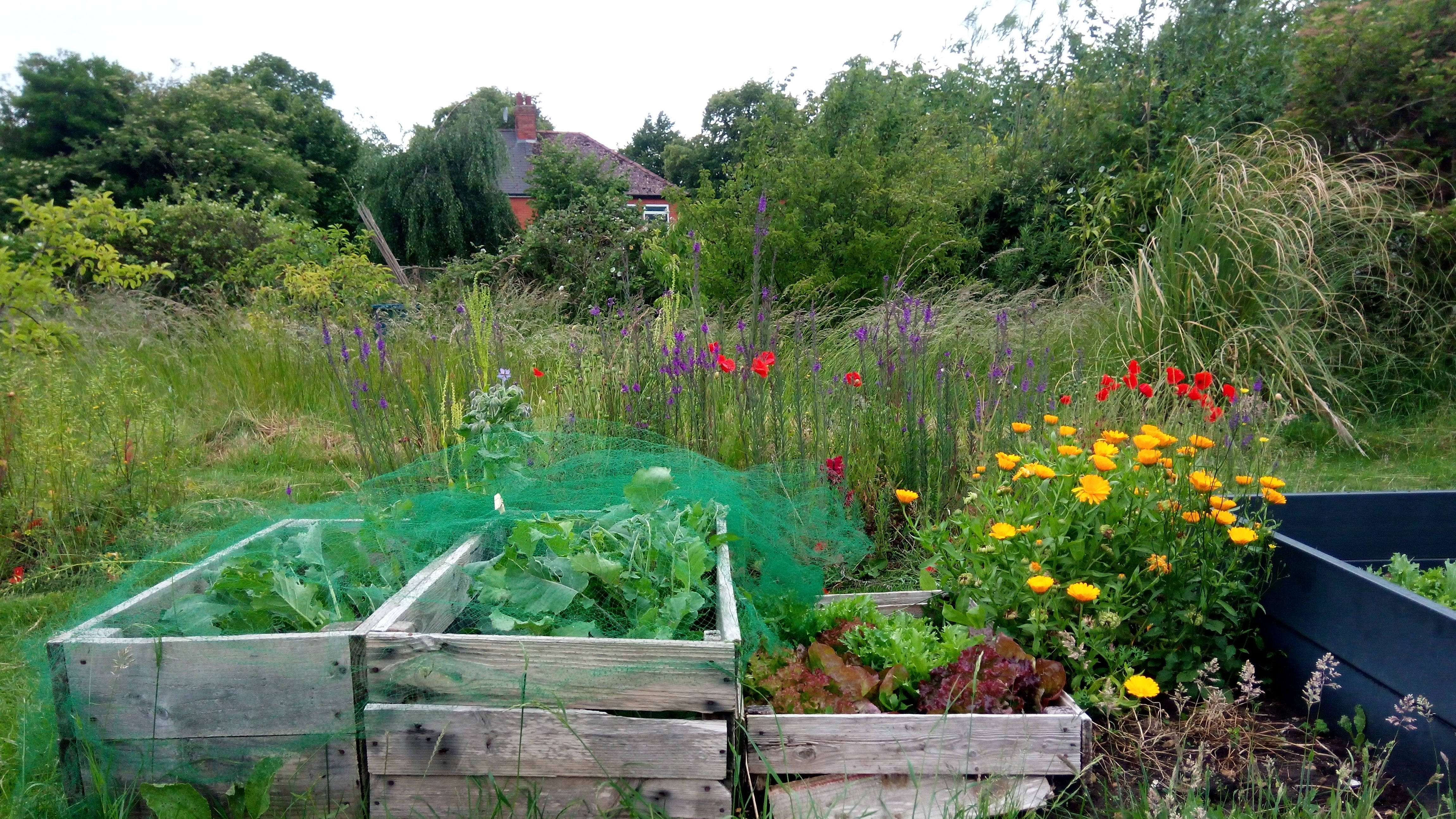 Welcome to my Lincoln allotment