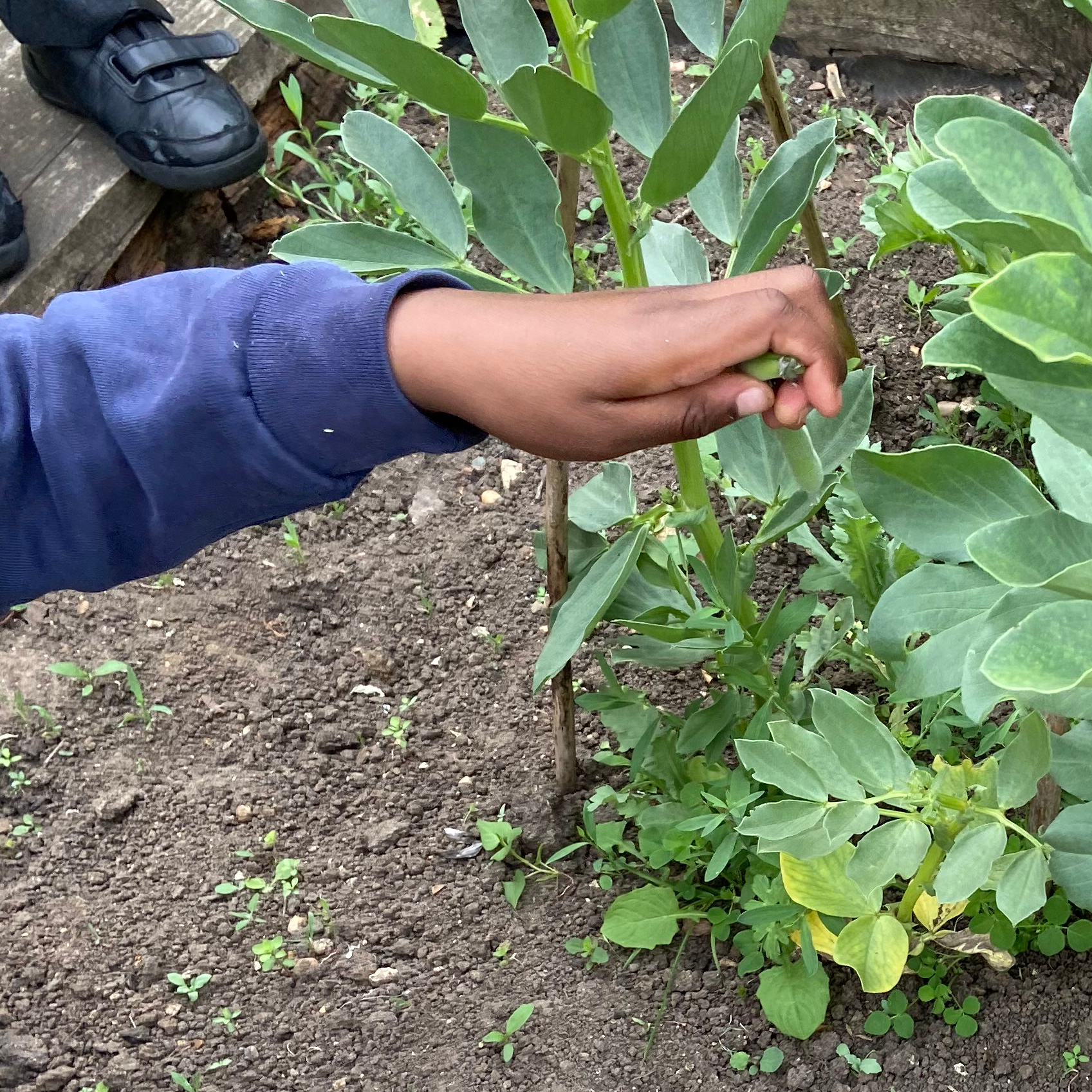 Food and Health in Primary School