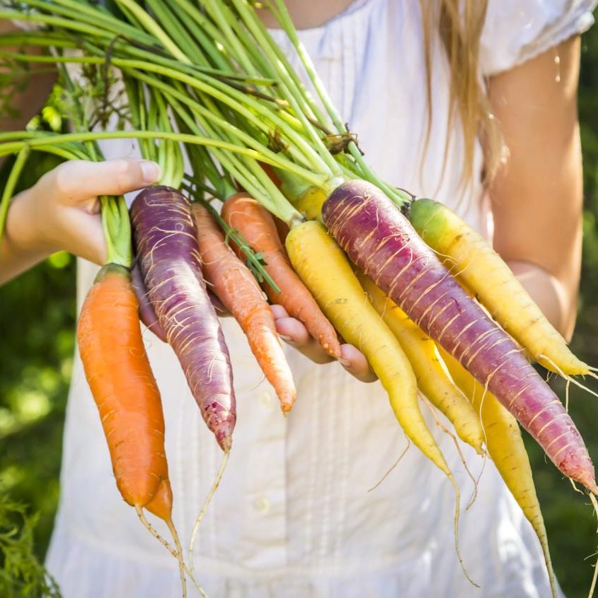 Schools Carrot Competition
